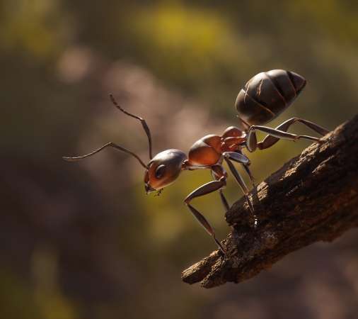 Empire of the Ants Mobiele Horizontaal achtergrond